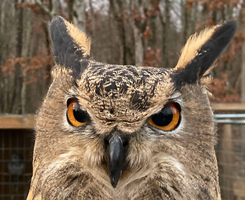 Birds of Prey Wildlife program at Deep CReek Lake